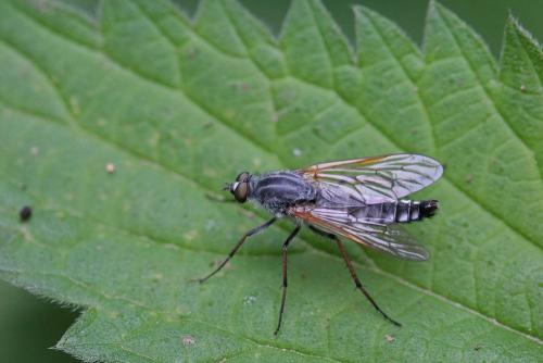 Pandivirilia caesia